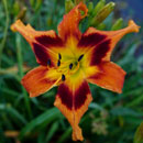 Heavenly Forged In Fire Daylily